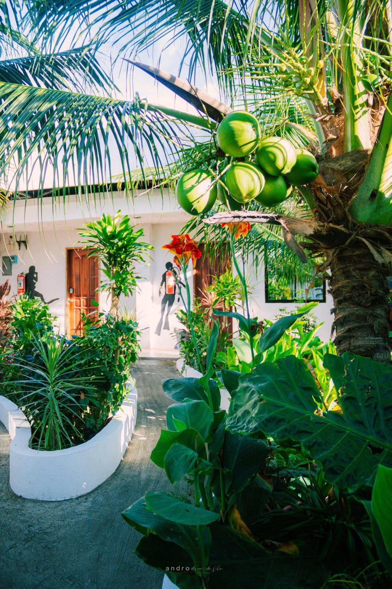 Ananas Guesthouse Moalboal Eksteriør bilde